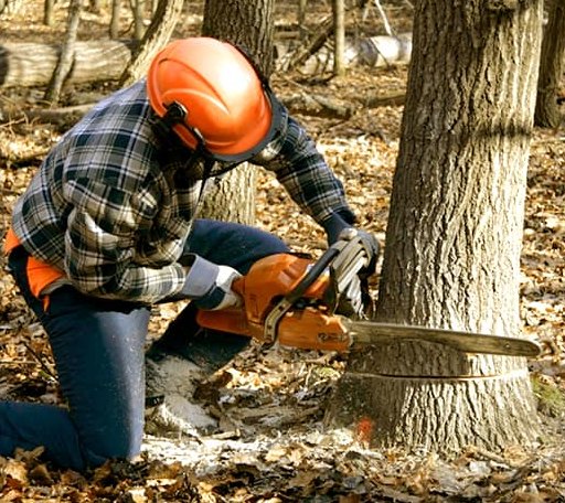 Tree Removal in Wounded Knee, SD